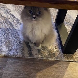 Meet your Posher, April